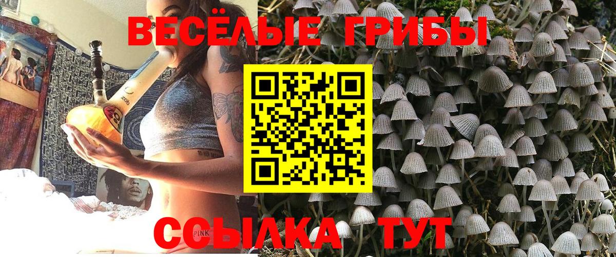 Псилоцибиновые грибы Cubensis Нижний Новгород